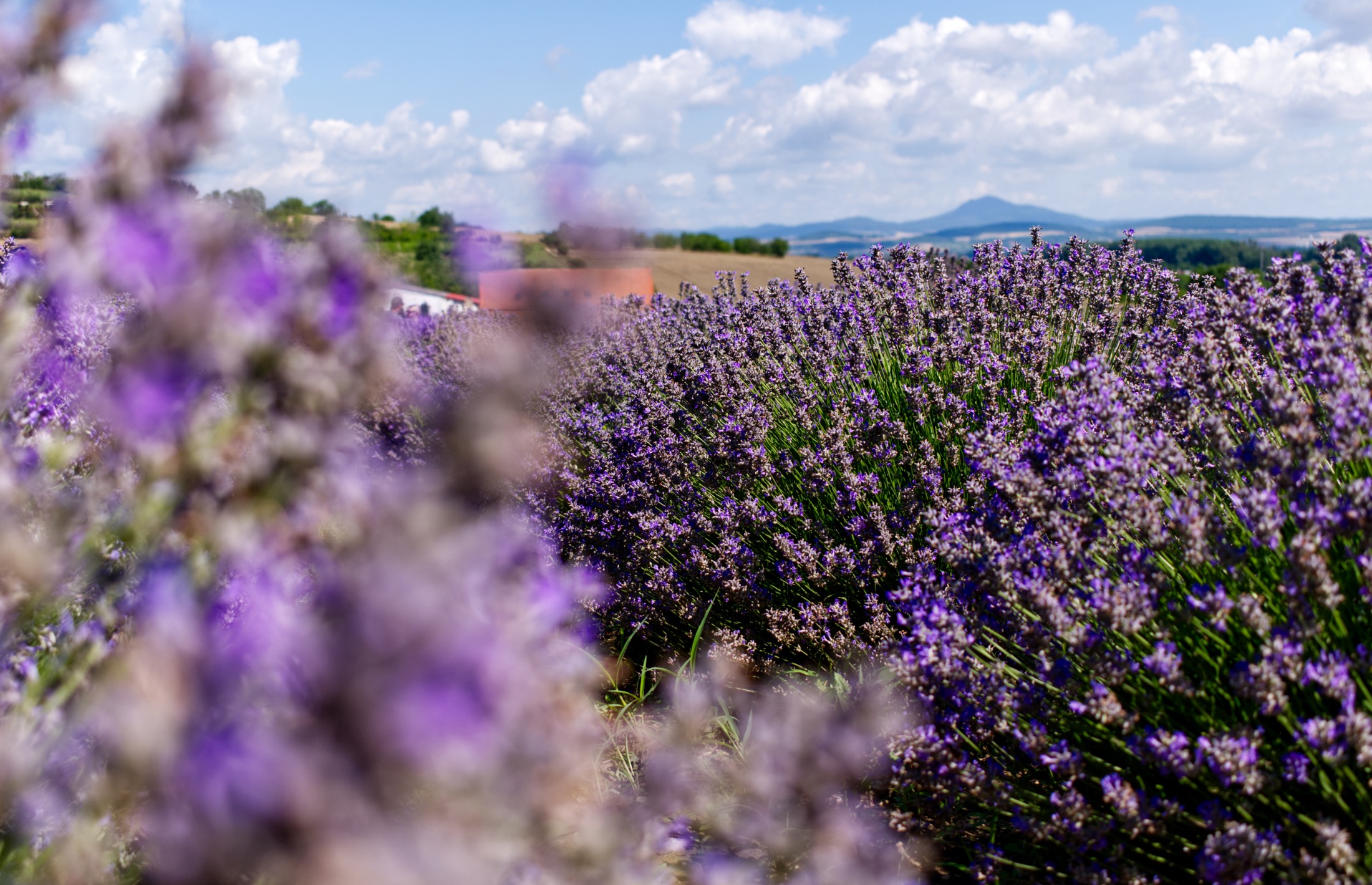Levandulová farma Židovice