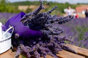 levandulova farma 12