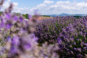levandulova farma 16
